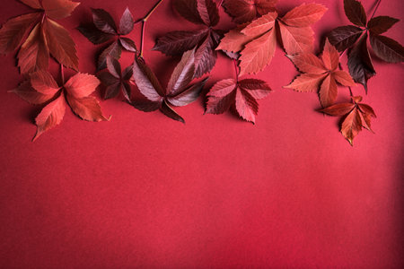 Autumnal red leaves on red background, copy space. autumn season concept.