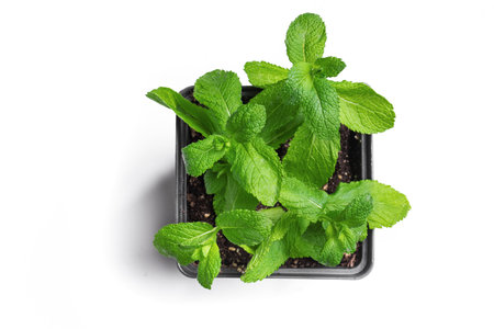 Fresh mint plant leaves isolated on white background, top view. Peppermint, mint growing in pot.