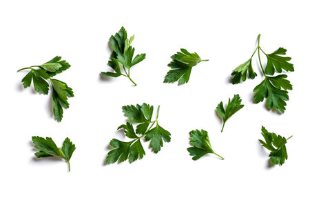 Parsley leaves isolated on white background. Green flat leaf parsley set.の写真素材