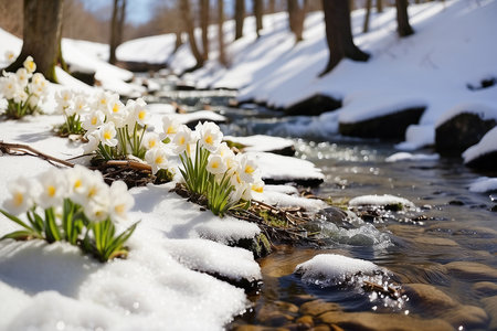 Wild white crocuses blooming on snow in spring forest near creek. Crocus heuffelianus close up. Spring flowers.の素材