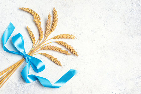 Wheat crops bouquet with blue ribbon on white concrete background, banner, copy space. Symbols of jewish holiday - Shavuot. Happy Shavuot concept template.の写真素材