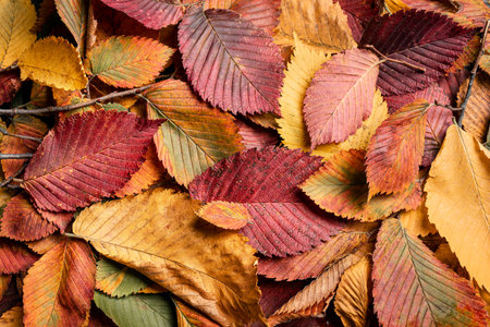 Autumn colorful leaves as background, top view. Red and yellow elm leaves texture, seasonal autumn...