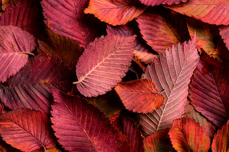 Autumn red elm leaves as background, top view. Red leaves texture, seasonal autumn template.