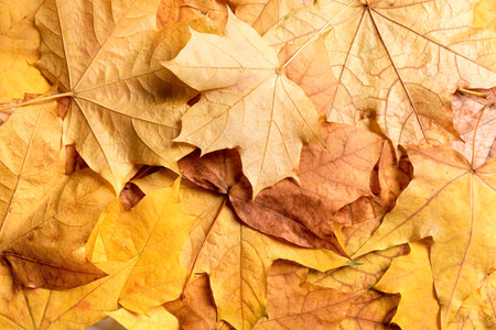 Autumn yellow maple leaves as background, top view. Golden leaves texture, seasonal autumn template.