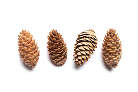 Four fir tree cones in a row. Picea pungens cones isolated on white background, design elements.