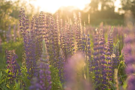 Sunny field with flowers (lupins). Natural background. Soft focus.の写真素材