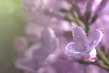 Spring lilac flowers in the early morning. Natural background.