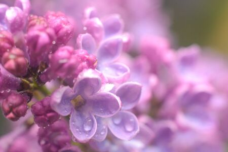 Spring lilac flowers in the early morning. Natural background.の写真素材