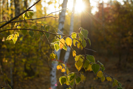 Morning (dawn) and sun rays in the autumn coniferous forestの写真素材