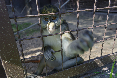 The monkey is trying to take the camera from the photographer