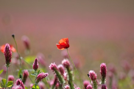 a field of flowers drive us in the springの写真素材