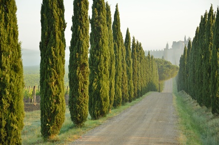 A tipycal wooded path in Tuscanyの写真素材