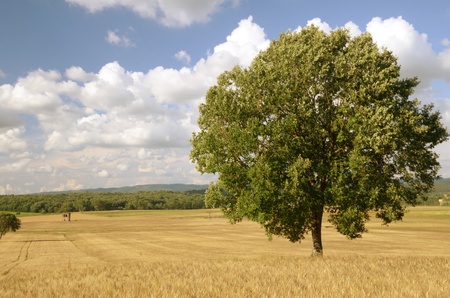 Country landscape