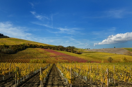 The autumn in the chianti area, in tuscanyの写真素材