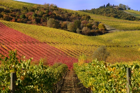 The autumn in the chianti area, in tuscanyの写真素材