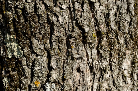 Texture - a bark of an old oak -