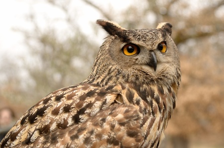 Portrait of a great horned Owl Bubo viriginianusの写真素材