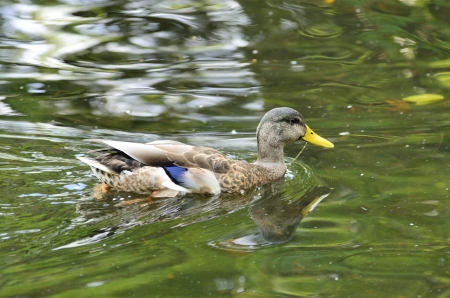 A beautiful duck swimming in a poleの写真素材