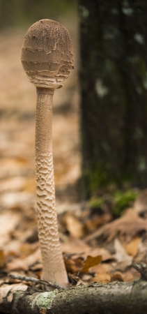 A beautiful mushroom on a bed of leavesの写真素材