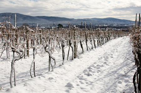 A winter landscape with blue and cloudy skyの写真素材