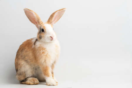Baby rabbit on white background , Cute Little rabbit healthy isolated on whiteの写真素材