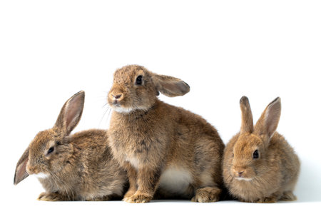 Cute Little rabbit group healthy isolated on white. Baby rabbit on white backgroundの写真素材