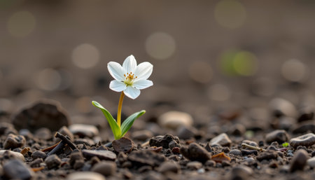 A white flower blooming from rocky soil with green leaves and soft bokeh background, symbolizing hope and new life in natureの素材