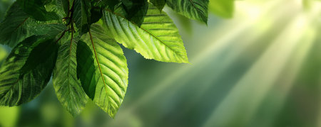 Green leaf sunlight nature summer tree foliage bright fresh outdoor natural Sunlight shines through green leaf creating fresh bright and naturalの素材