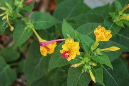Beautiful yellow and rose color flower available in high-resolution and several sizes to fit the needs of your projectの写真素材