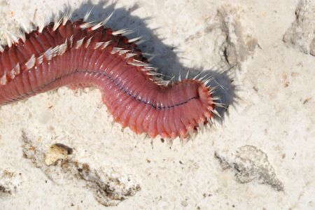 Huge red firewarm available in high-resolution and several sizes to fit the needs of your projectの写真素材