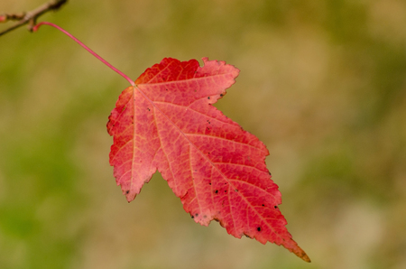 Lonely autumn leaf.