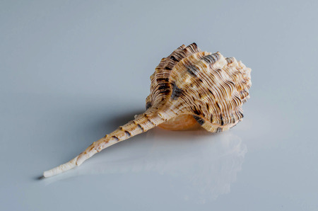 Shell on gray background.の写真素材