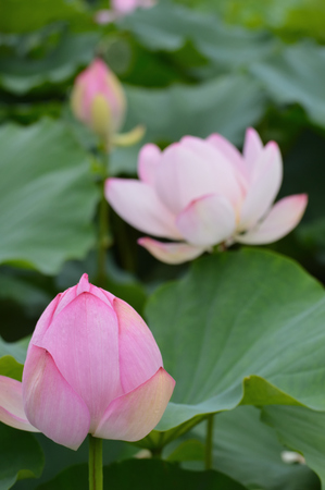 lotus flowersの写真素材