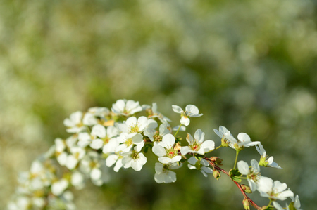 Close-up of a plant called "spiraea thunbergii' in Japanの写真素材