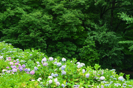 Park where a lot of hydrangea blooms on rainy dayの写真素材