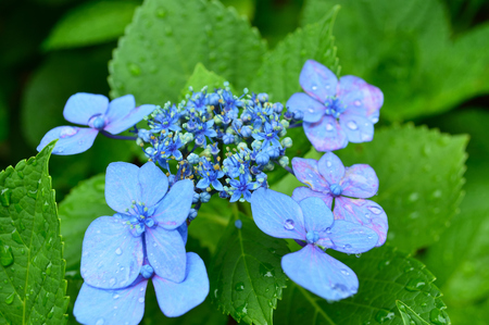 Park where a lot of hydrangea blooms on rainy dayの写真素材
