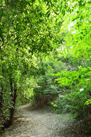 Walkway in the park on a sunny day
