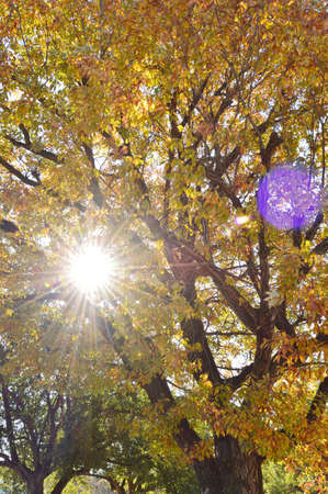 Sunny park in winter, The sun emits light through the gaps between the leaves that have turned...