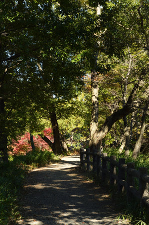 A forest walkway where trees cast a shadow.
Autumn gradually deepens, and the trees gradually change...