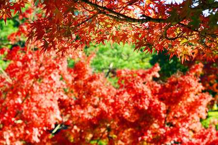 Maple leaves that let the sun pass and develop a brighter red color