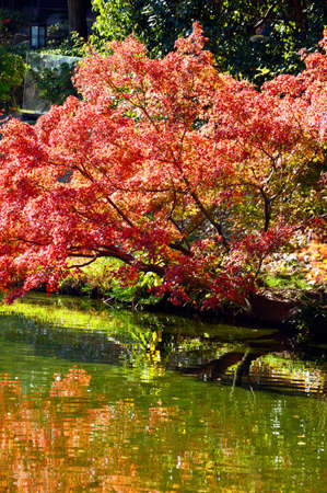 The red-dyed maple leaves where the sun shines and the water surface of the pond where they are...