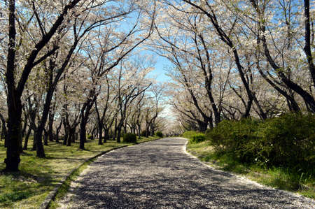 A park on a sunny spring day, a row of cherry trees spreading on both sides of the promenade covered with scattered cherry blossom petalsの写真素材