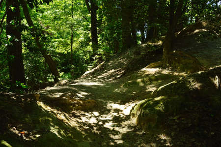 On a sunny day in early summer, the sun's rays pass through the leaves of the trees and create a pattern of light and shadow on the ground.の写真素材