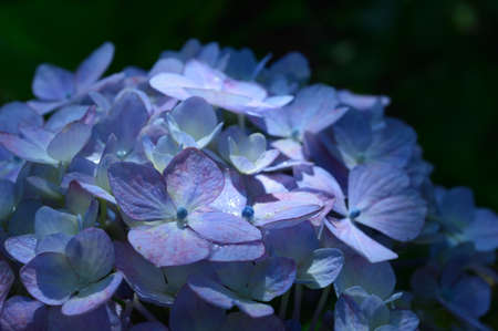 A sunny day in early summer, Blue hydrangea close-up.の写真素材