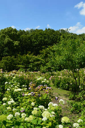 A sunny day in early summer, A landscape of blooming hydrangea.