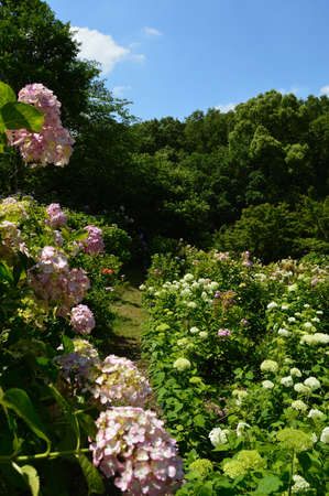 A sunny day in early summer, A landscape of blooming hydrangea.