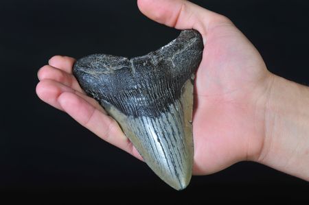 Prehistoric  Megalodon Shark Toothの写真素材