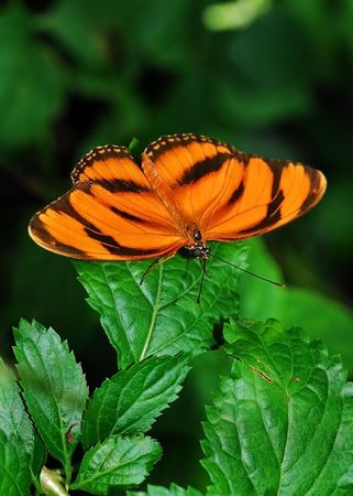 Beautiful Butterflyの写真素材