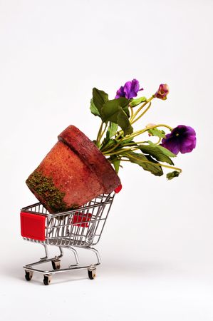 Giant flower in a cartの写真素材