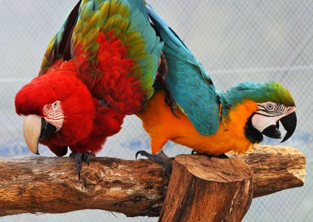 Macaws dancing